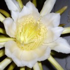 Epiphyllum guatemalensis Locken Orchideen-Kaktus Samen