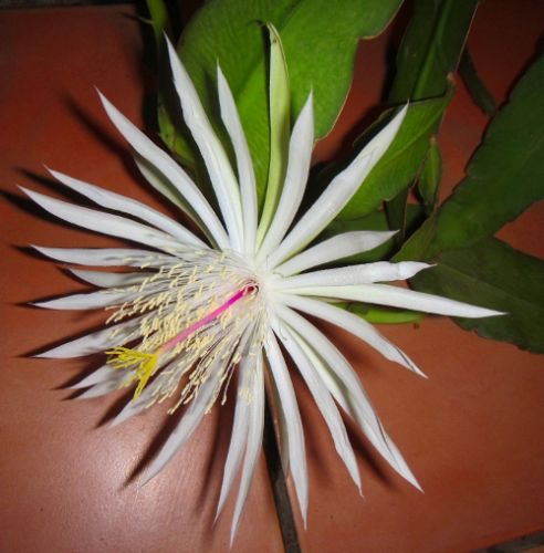 Epiphyllum phyllanthus Climbing Cactus seeds