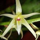 Eria javanica Orchideen Samen