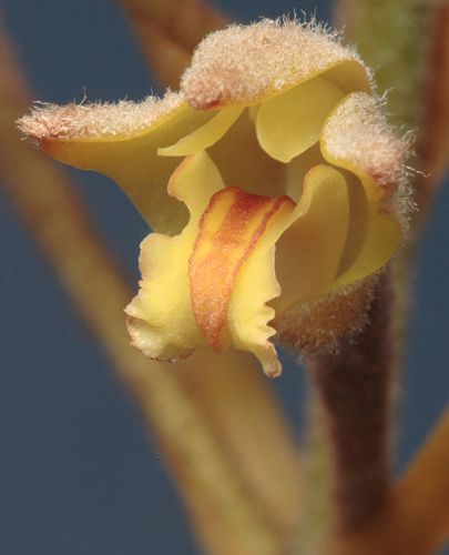 Eria tomentosa Orchids seeds