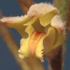 Eria tomentosa Orchid?es graines