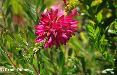 Erica abietina heath seeds