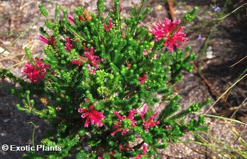 Erica abietina heath seeds