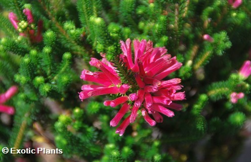 Erica abietina heath seeds