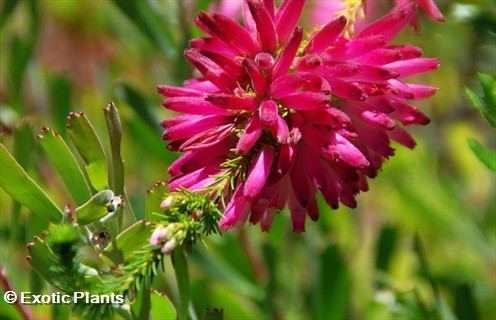 Erica abietina heath seeds