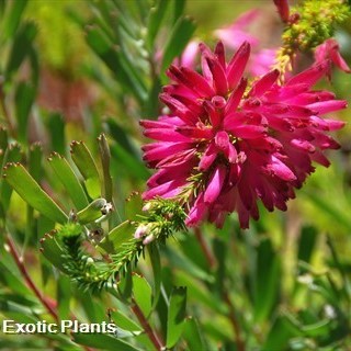 Erica abietina brezal semillas