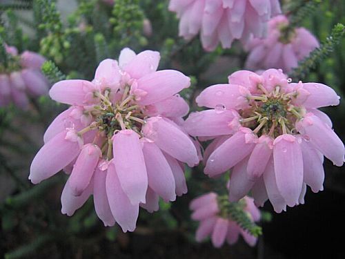 Erica baccans Berry Flower Heath seeds