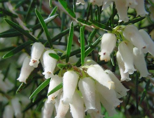 Erica caffra heath seeds