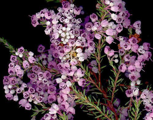 Erica canaliculata heath seeds