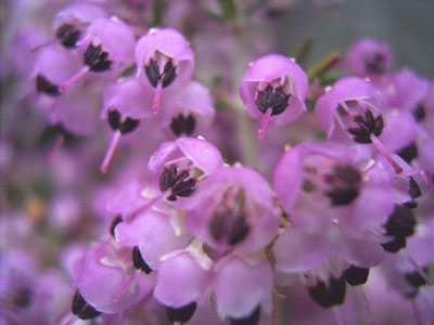 Erica canaliculata heath seeds