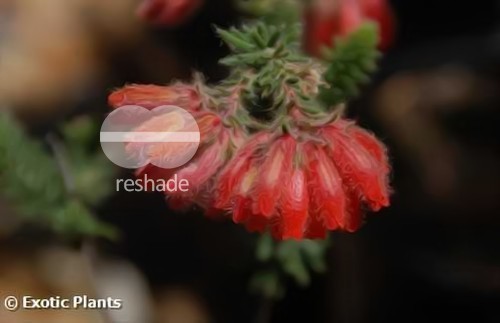 Erica cerinthoides heath seeds