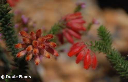 Erica cerinthoides heath seeds