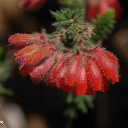 Erica cerinthoides bruy?re graines