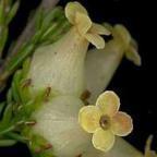 Erica denticulata Heidekraut Samen