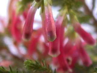 Erica discolor heath seeds