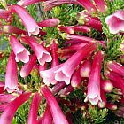 Erica discolor bruy?re graines