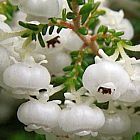 Erica formosa brezal semillas