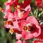 Erica glauca brezal semillas