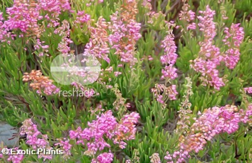 Erica gracilis heath seeds