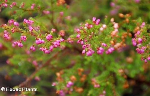 Erica gracilis heath seeds