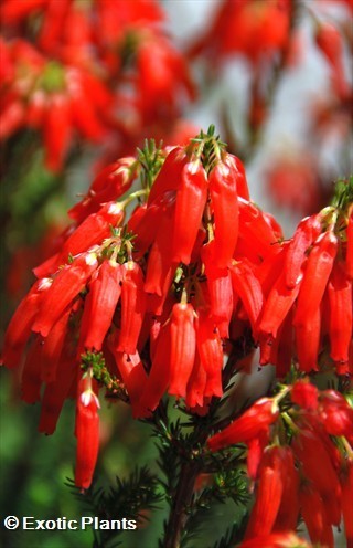 Erica inordinata heath seeds