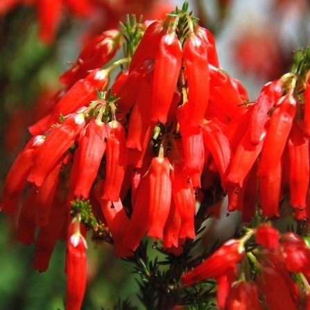 Erica inordinata brezal semillas