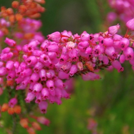 Erica lateralis brezal semillas