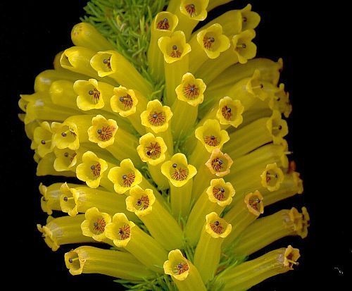 Erica patersonia heath seeds
