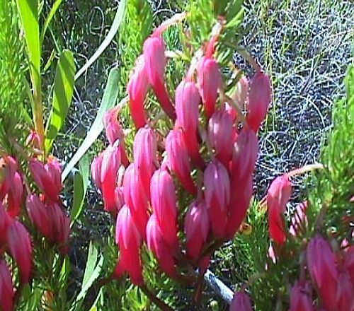 Erica plukenetii heath seeds