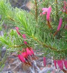 Erica plukenetii heath seeds