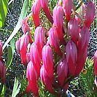 Erica plukenetii brezal semillas