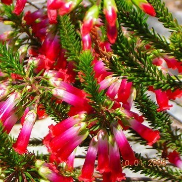 Erica regia Heidekraut Samen