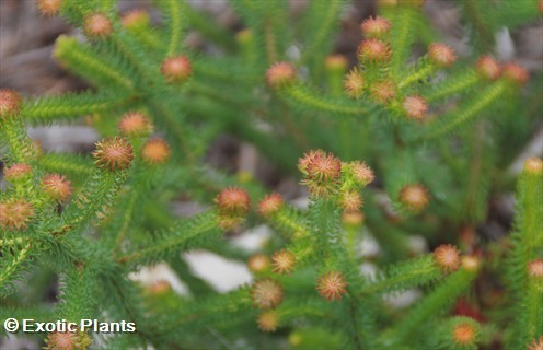 Erica sessiliflora heath seeds