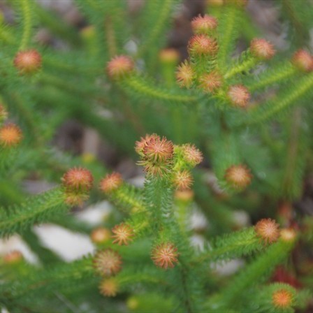Erica sessiliflora