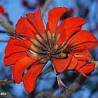 Erythrina caffra Albero del Corallo semi