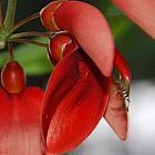 Erythrina crista-galli Ceibo, l albero corallo semi