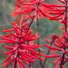 Erythrina herbacea  semi