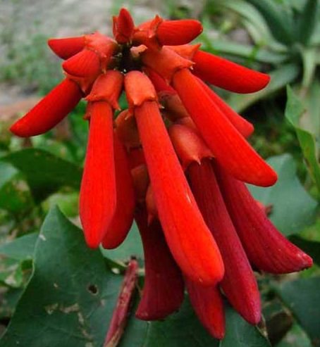 Erythrina humeana Dwarf coral tree seeds