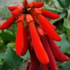 Erythrina humeana  semi