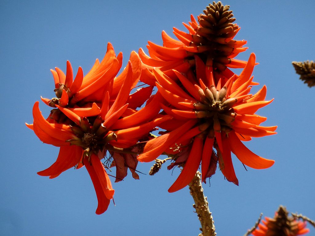 Erythrina lysistemon coral tree seeds