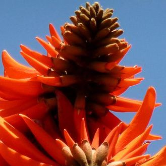 Erythrina lysistemon Ceibo, l albero corallo semi
