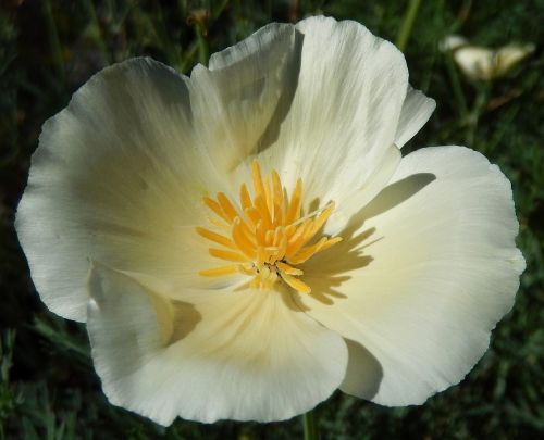 Eschscholzia californica Alba White California Poppy seeds