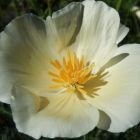 Eschscholzia californica Alba  semi