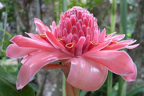 Etlingera elatior Pink Pink Torch Ginger seeds