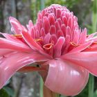 Etlingera elatior Pink Fackelingwer - Red Torch Ginger Samen