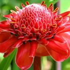 Etlingera elatior Red Fackelingwer - Red Torch Ginger Samen