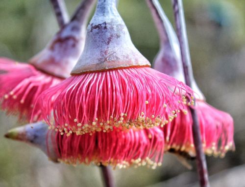 Eucalyptus caesia Gungurru - Silver Princess seeds