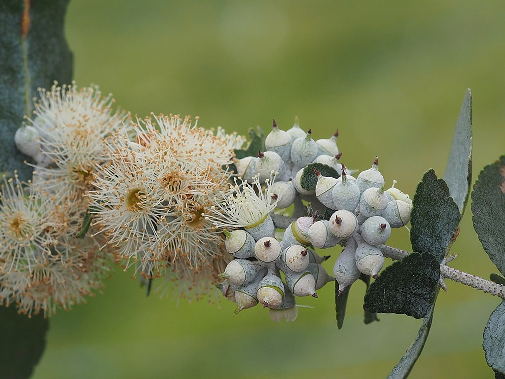 Eucalyptus crenulata Rainbow Eucalyptus - Mindanao gum - Rainbow gum seeds