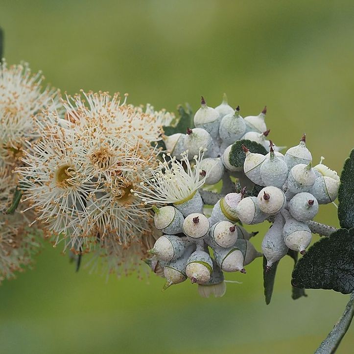 Eucalyptus crenulata  cемян