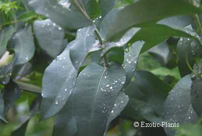 Eucalyptus globulus Tasmanian blue gum seeds